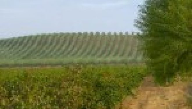 Nevada Supreme Court Upholds Forfeiture of Long-Unused Groundwater Rights