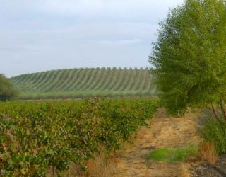 District Court Holds CAFO Citizen Suit Fails to Establish ‘Imminent and Ongoing Threat’ Under RCRA and the Clean Water Act