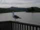 U.S. Fish and Wildlife Service Issues Final EIS For Changes to Migratory Bird Treaty Act