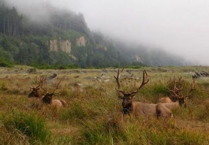 California Fish and Game Commission Expands Protections for Mountain Lions on California’s Central Coast and Southern Regions